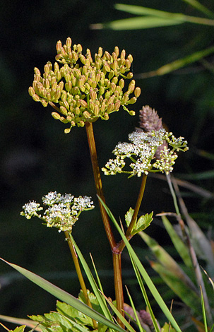 Ligusticum scoticum flower