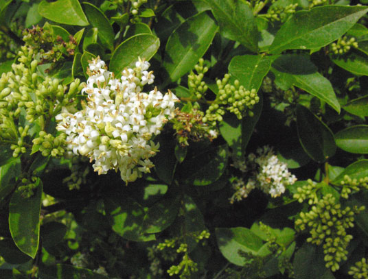 Ligustrum ovalifolium