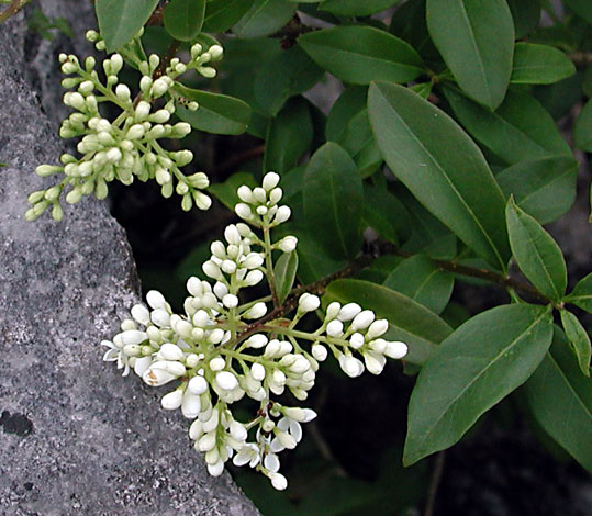 Ligustrum vulgare