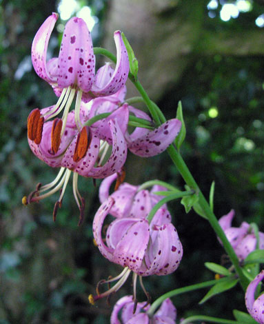 Lilium martagon