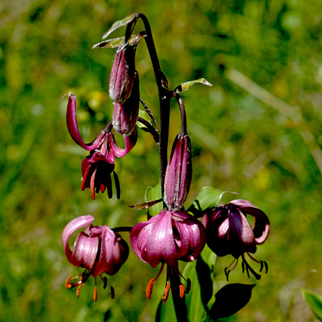 Lilium martagon close