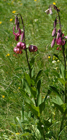 Lilium martagon whole
