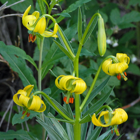 Lilium pyrenaicum close