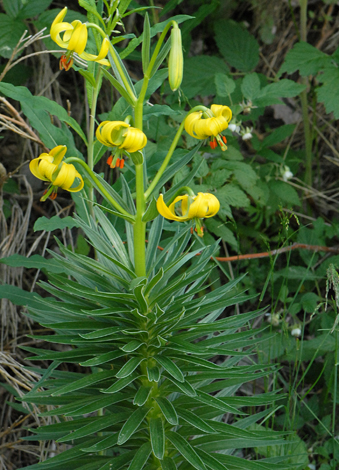 Lilium pyrenaicum whole