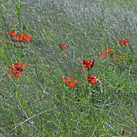 Lilium x hollandicum habitat