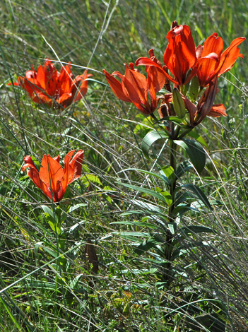 Lilium x hollandicum whole