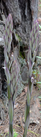 Limadorum abortivum buds