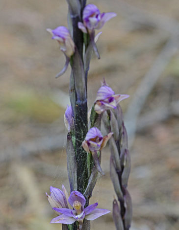 Limadorum abortivum close