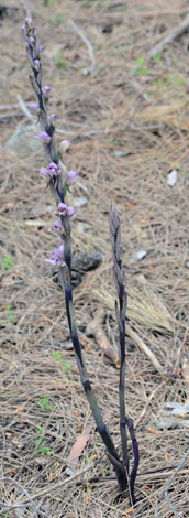 Limadorum abortivum whole