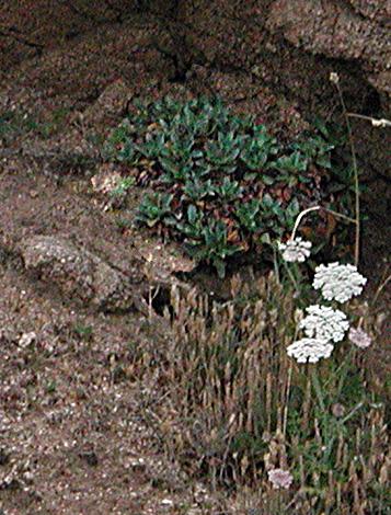 Limonium auriculae-ursinifolium