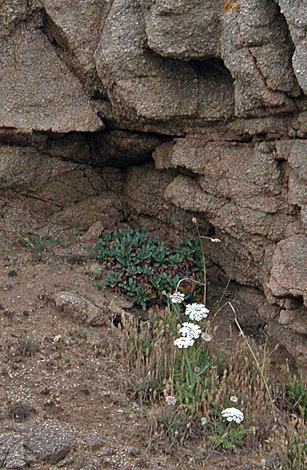 Limonium auriculae-ursinifolium