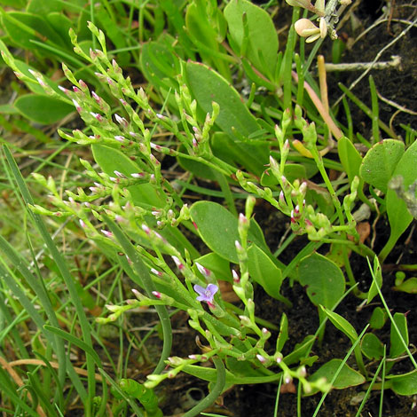 Limonium binervosum whole