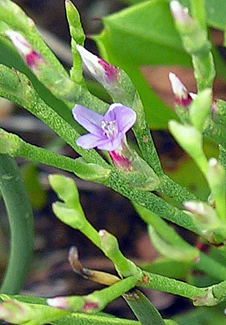 Limonium binervosum whole