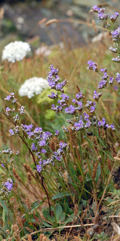 Limonium britannicum var grandiflora whole