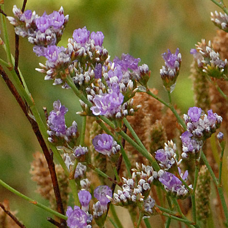 Limonium britannicum var grandiflora close