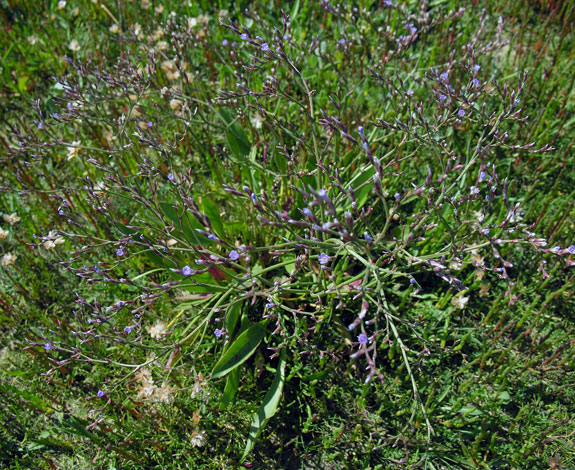 Limonium humile whole