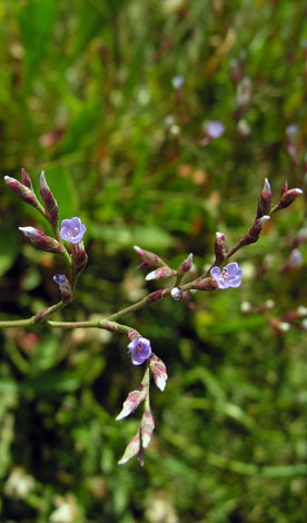 Limonium humile close