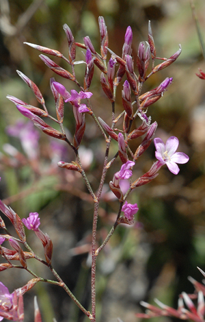 Limonium insigne close