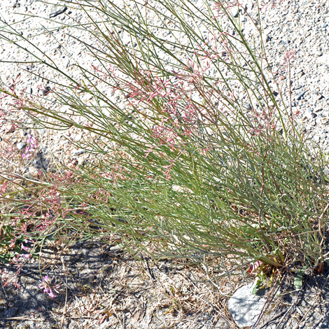 Limonium insigne whole