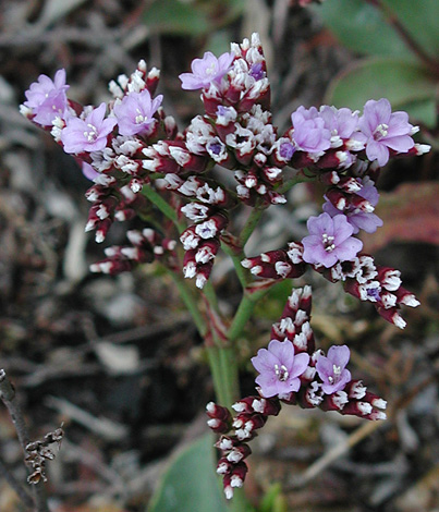 Limonium normannicum close