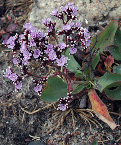 Limonium normannicum whole