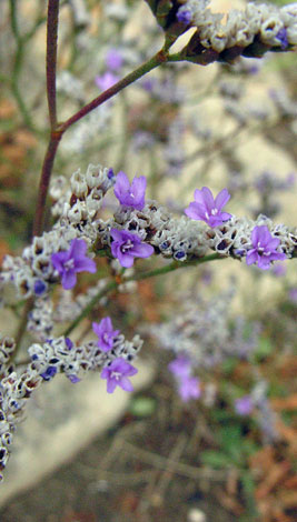 Limonium procerum ssp procerum