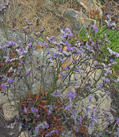 Limonium procerum ssp procerum