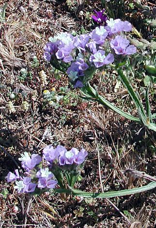 Limonium sinuatum close