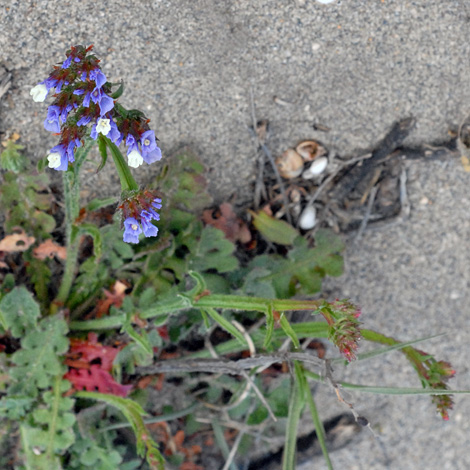 Limonium sinuatum whole