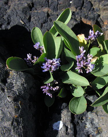 Limonium vulgare