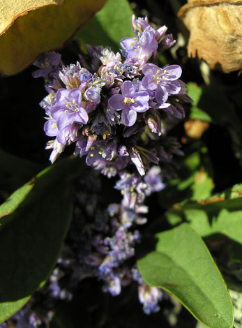 Limonium vulgare close