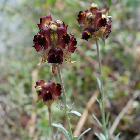 Linaria aeruginea close