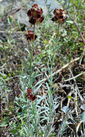 Linaria aeruginea whole