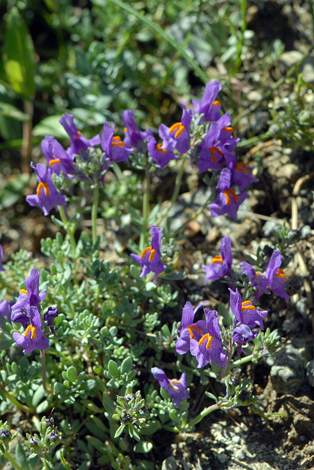 Linaria alpina close