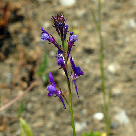 Linaria pelisseriana close