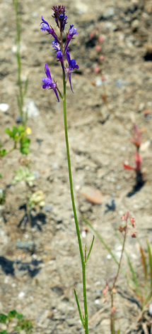 Linaria pelisseriana whole