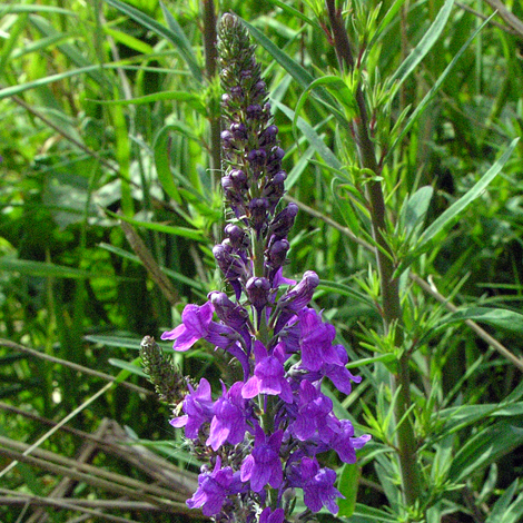 Linaria purpurea close