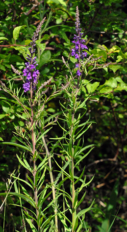 Linaria purpurea whole