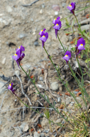 Linaria salzmannii