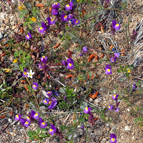 Linaria salzmannii