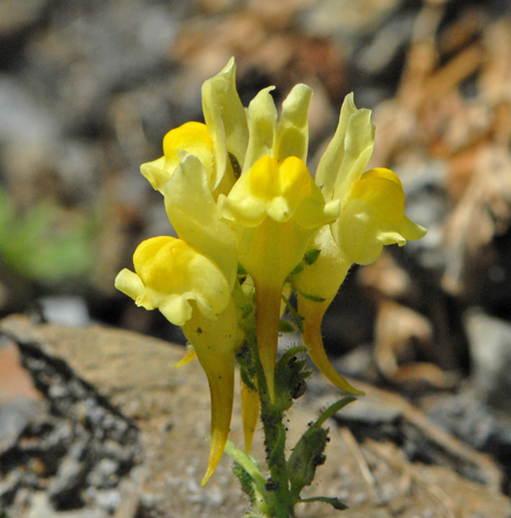 Linaria supina close