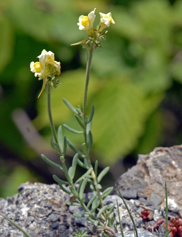 Linaria supina whole