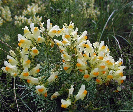 Linaria vulgaris whole