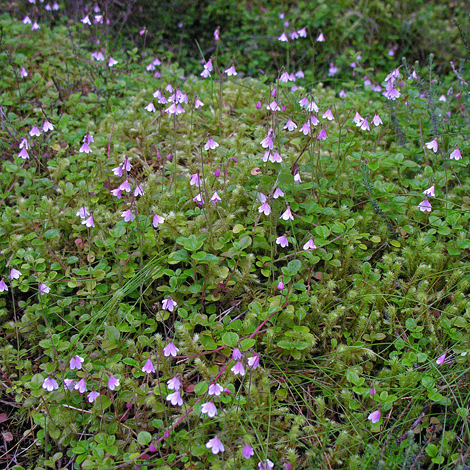 Linnaea borealis whole