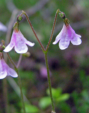 Linnaea borealis close