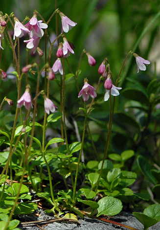 Linnaea borealis close