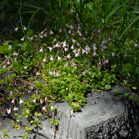 Linnaea borealis whole