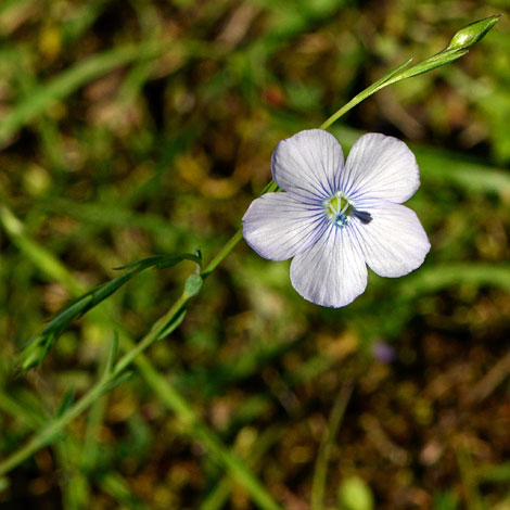 Linum bienne close