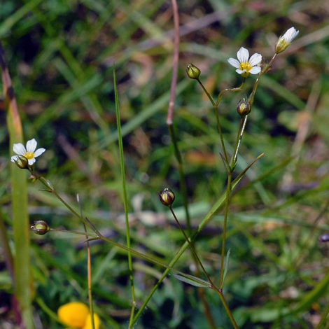 Linum catharticum whole