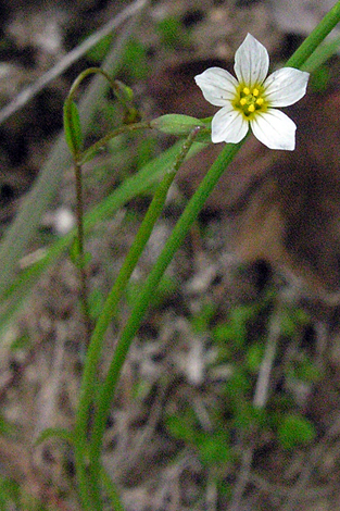 Linum catharticum close